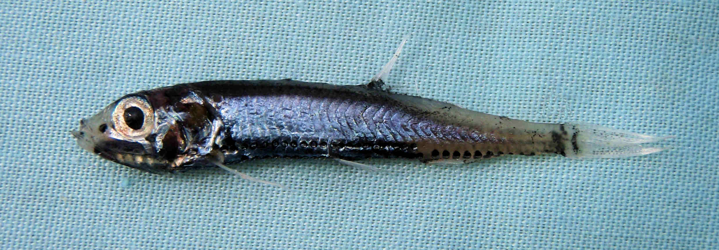 Panama Lightfish | Mexican Fish.com