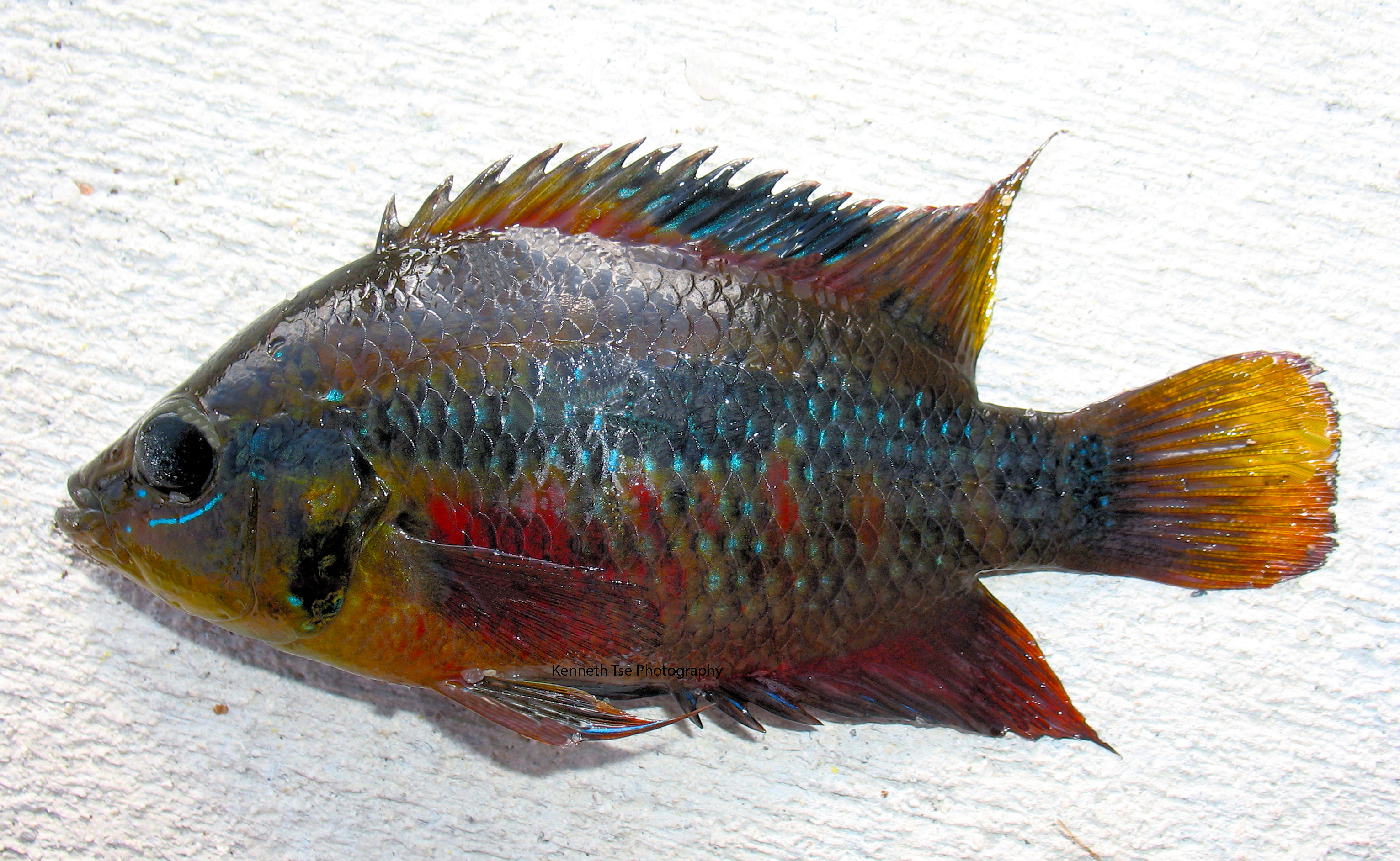 Salvini Cichlid (Tabasco / Tricolor / Fire Red Belly) – Tank Bred Live Fish, 5”