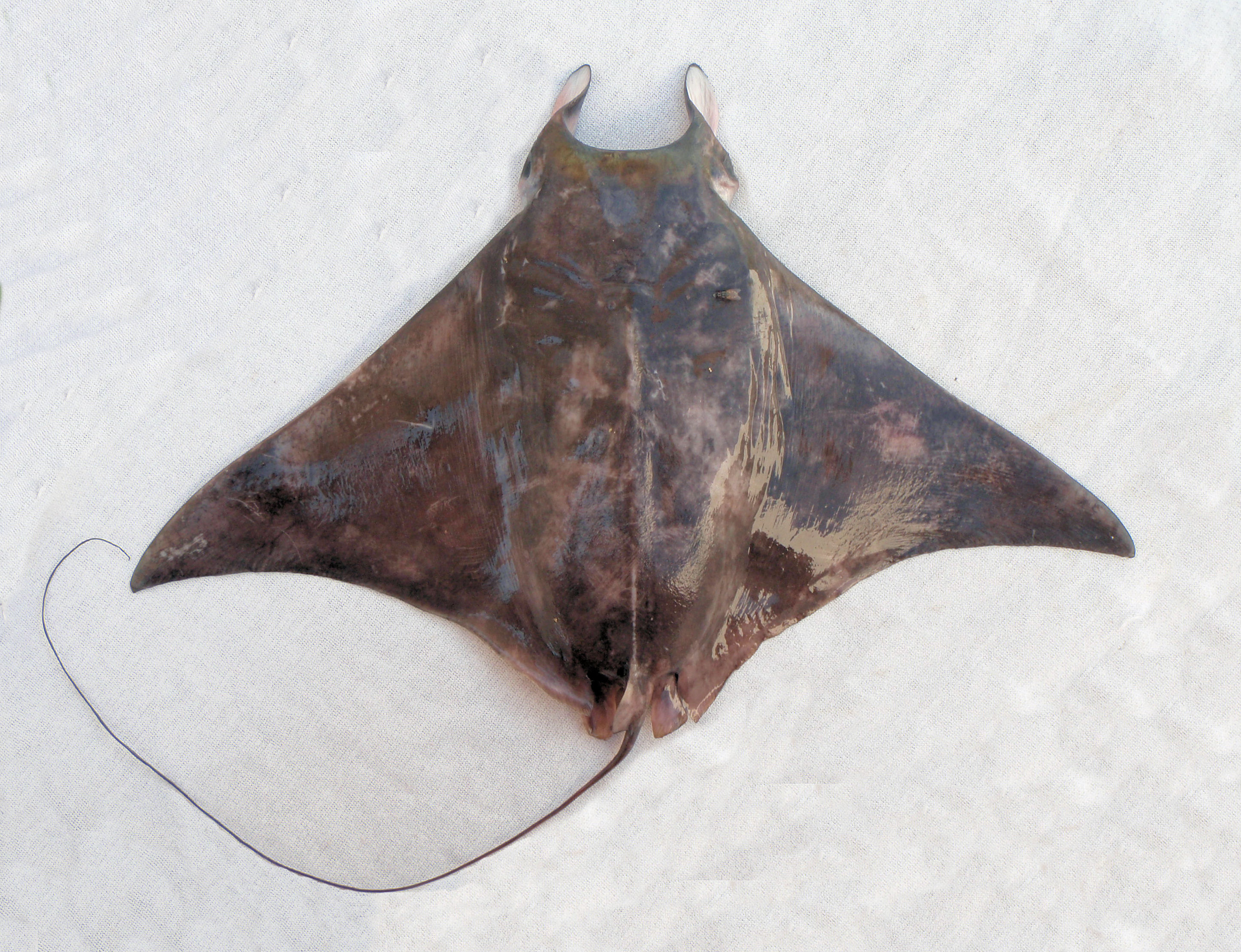 Pygmy Devil Ray | Mexican Fish.com