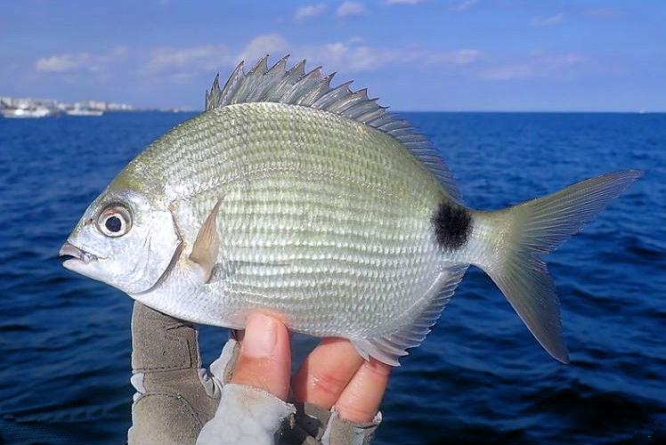 pinfish amazon
