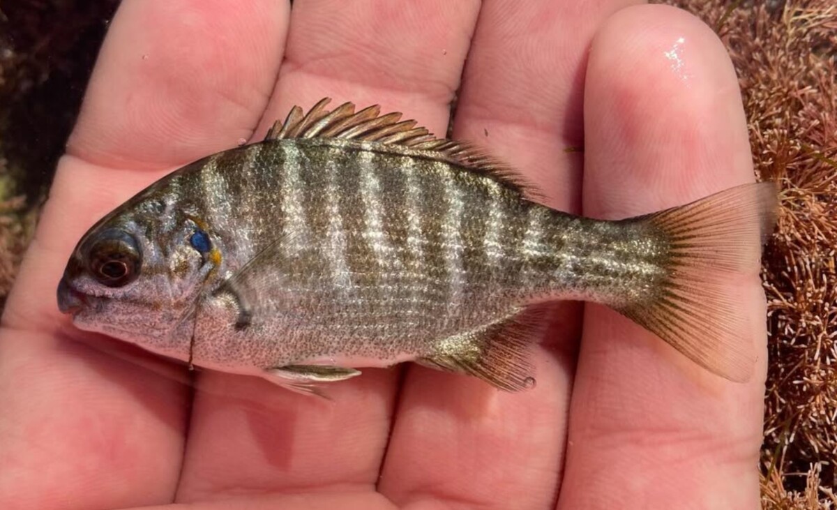 Zebraperch | Mexican Fish.com