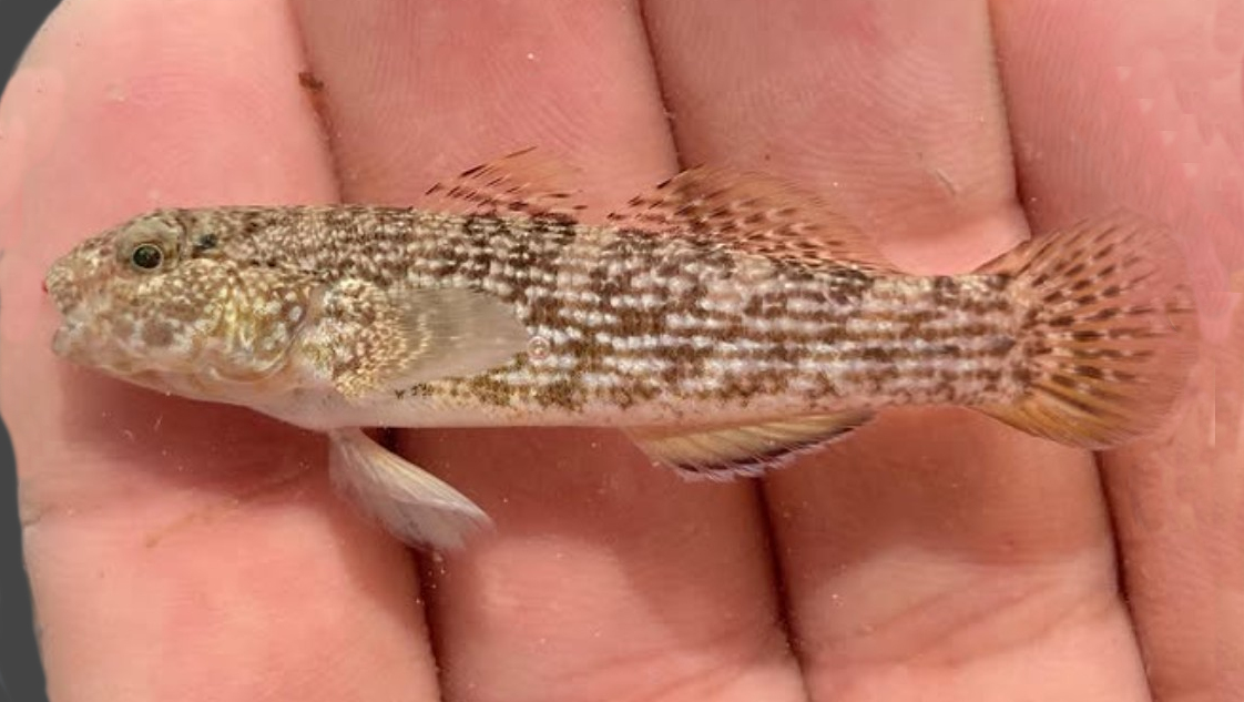Checkerboard Frillfin | Mexican Fish.com