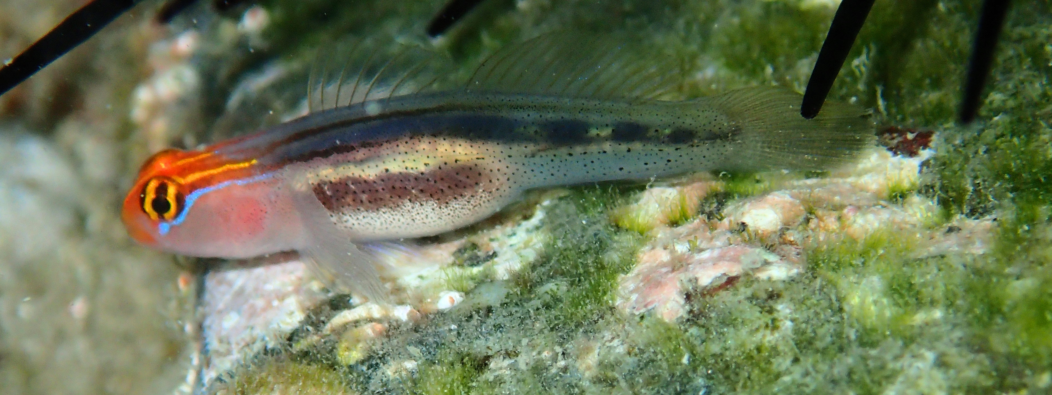Redhead Goby | Mexican Fish.com