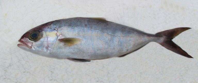 Banded Rope Fish Banded Rudderfish | Mexican Fish.com
