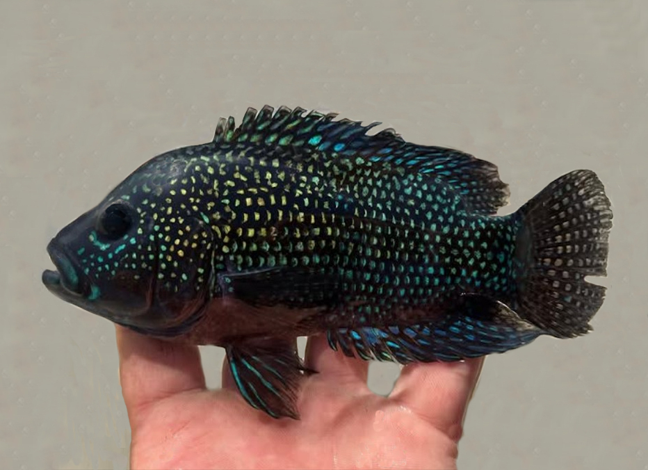 Jack Dempsey | Mexican Fish.com