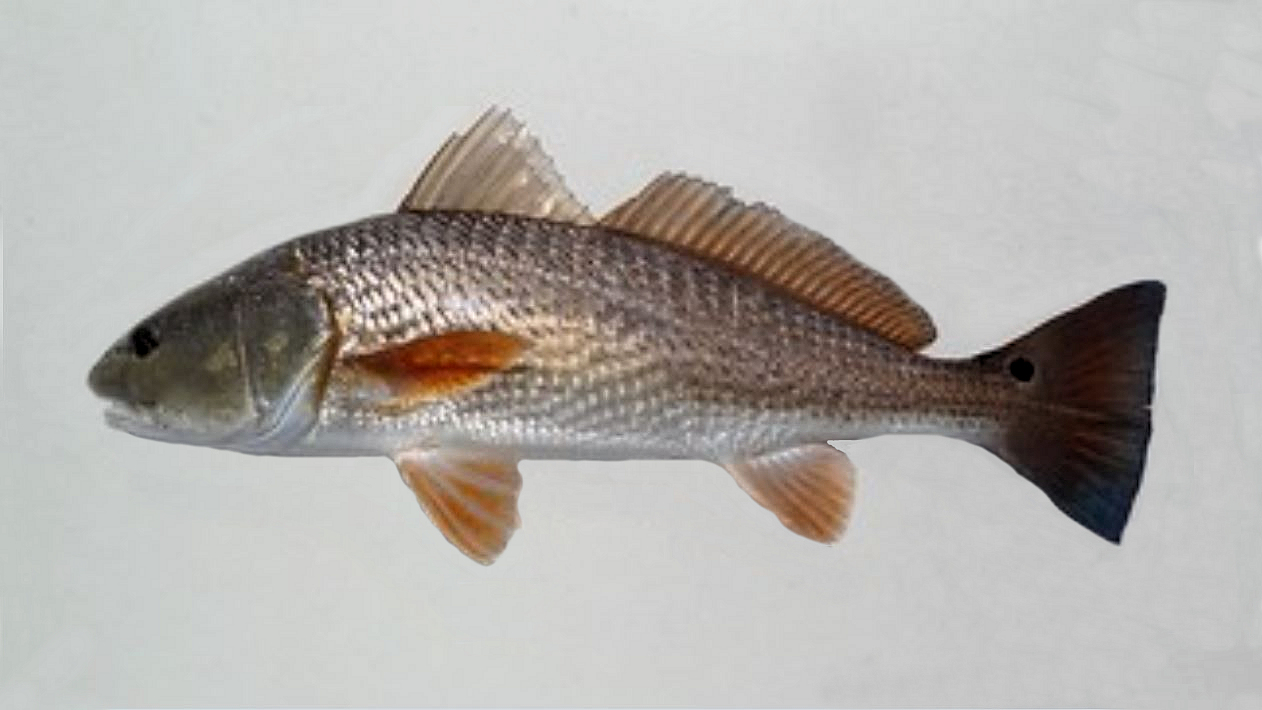 Red Drum | Mexican Fish.com