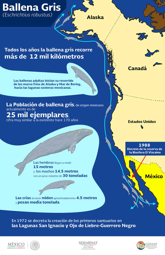 Ballena Gris Ruta Migratoria