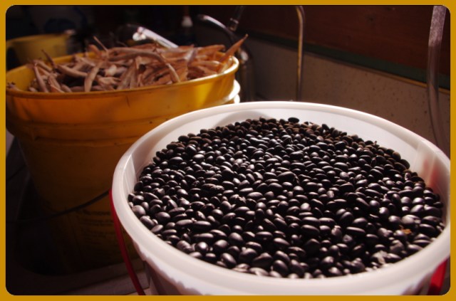 beans
