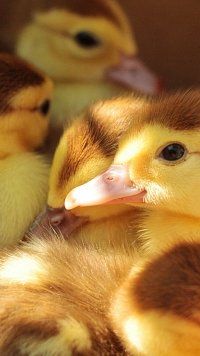 pics Iphone 6 Cute Duck Wallpaper mobile abyss alpha coders