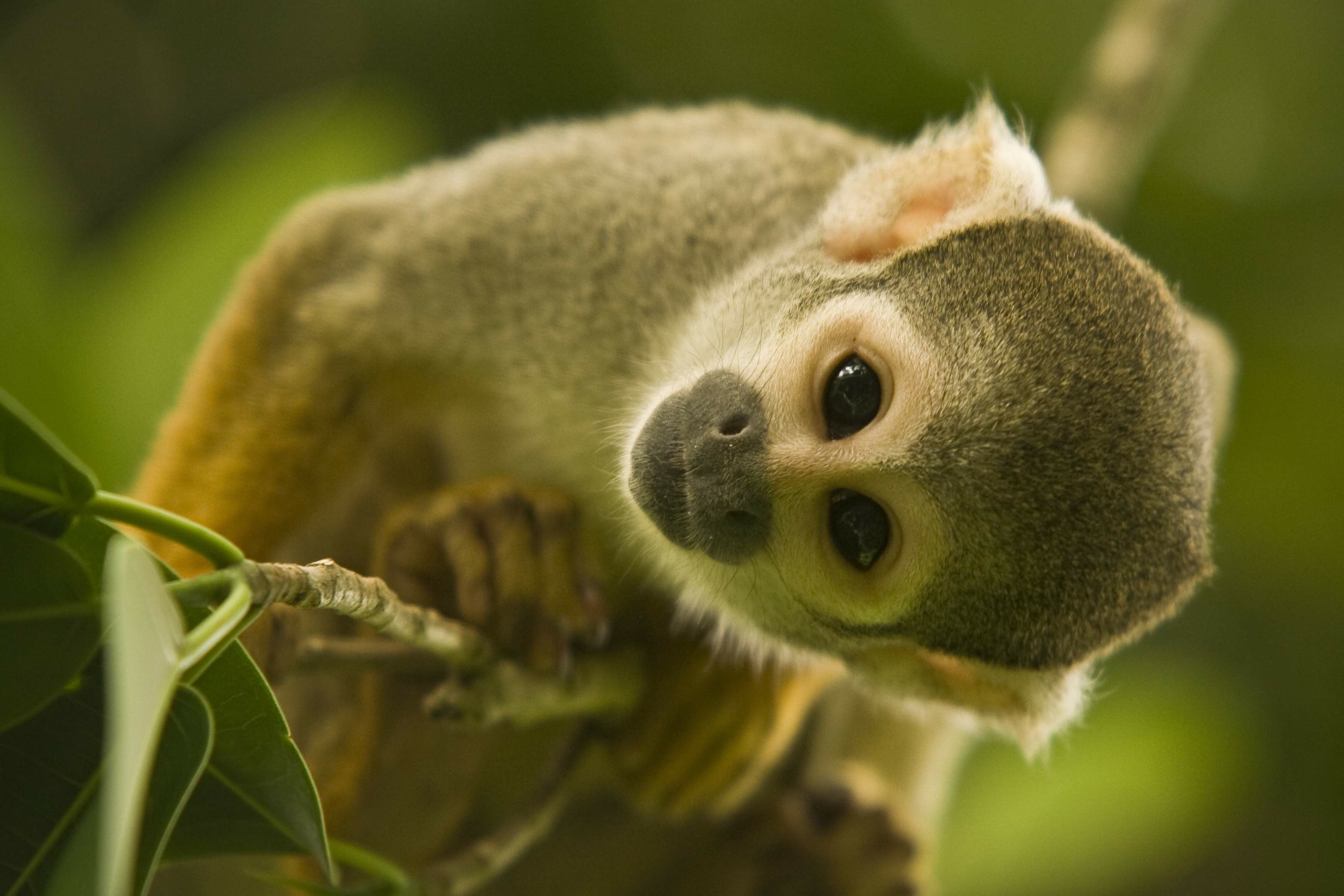 Seperti dikutip dari namastest, tes kepribadian ini dapat membantu mengungkapkan karakter asli dirimu. About Me