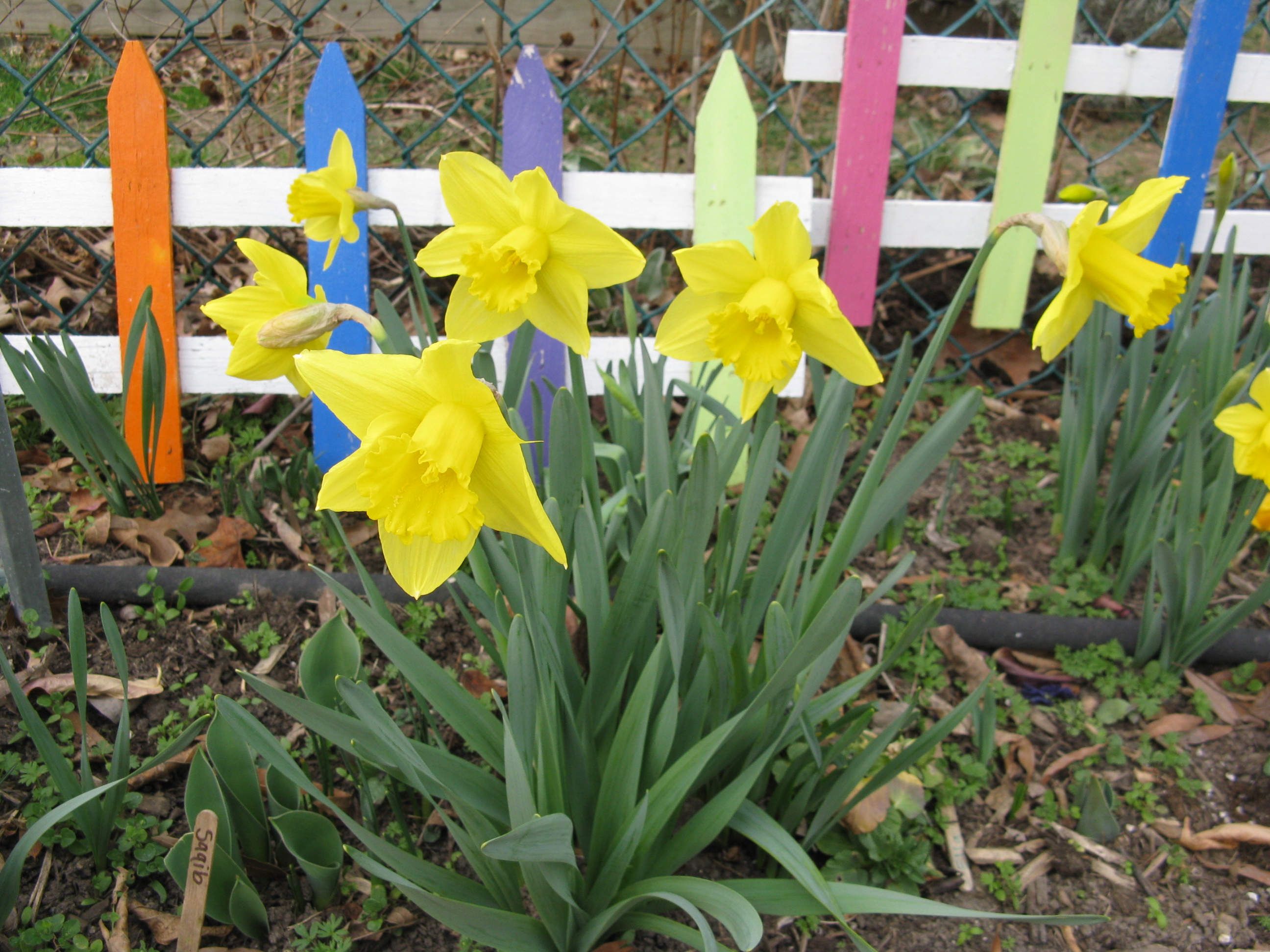 First daffodils
