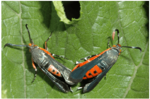 Squash Vine Bugs