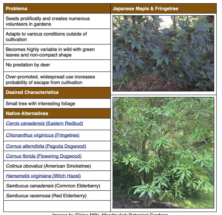 Japanese Maple (Acer palmatum)