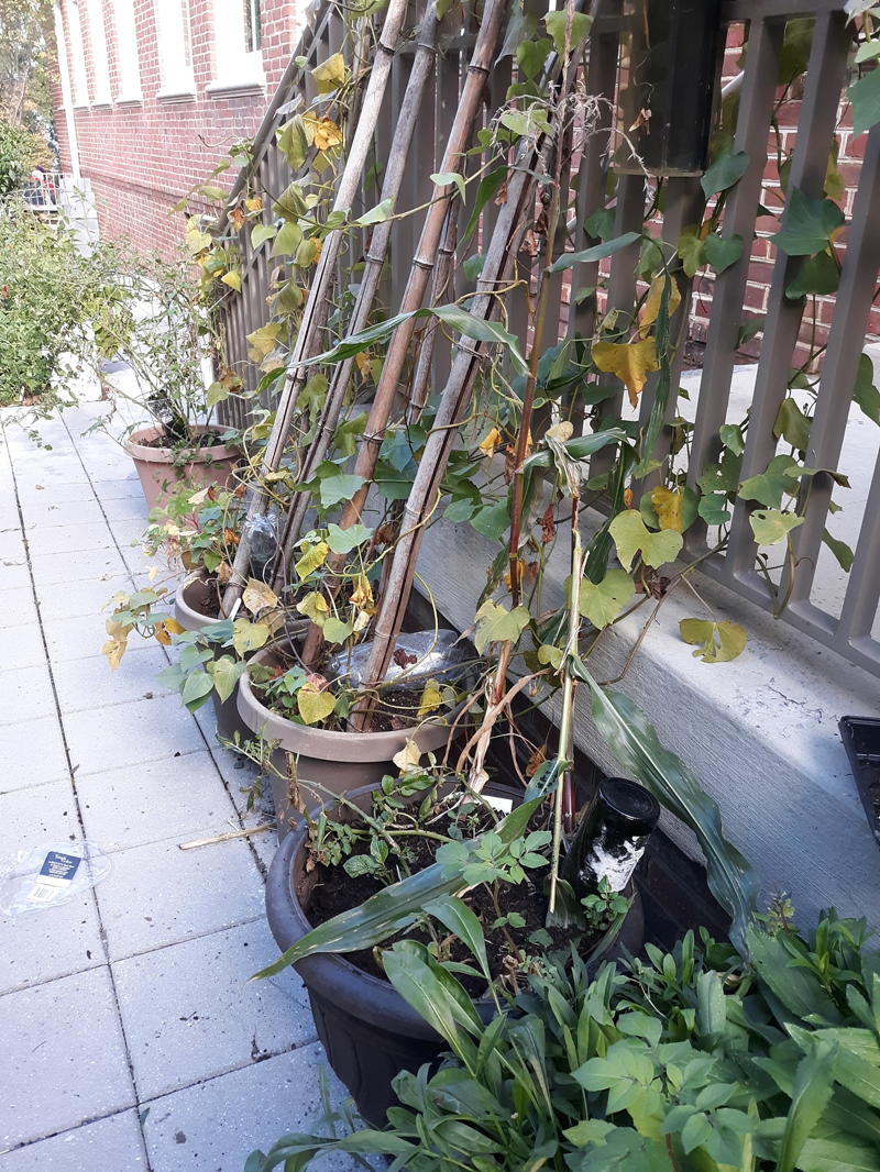 Sweet potatoes should be eaten within two months of harvest for the best flavor. In 2018, Extension Master Gardeners grew sweet potatoes in pots at the Teaching Garden at Fairlington Community Center.Photo © KIrsten Conrad