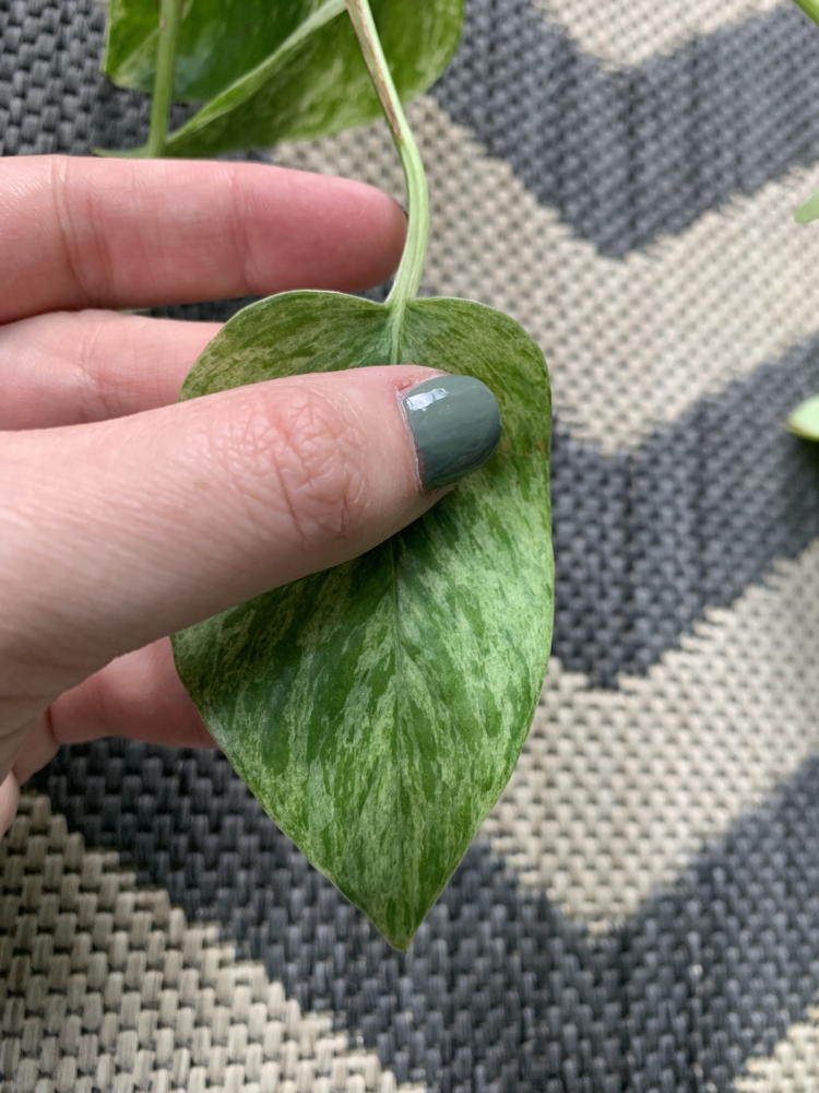 Hand holding pothos leaf