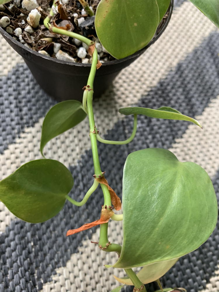 Dried leaf sheaths on philodendron vine