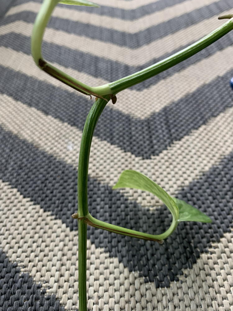 Pothos don’t develop leaf sheaths. This is another way to differentiate between the two plants.