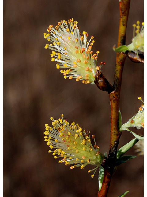 Close-up of silky willow flowers