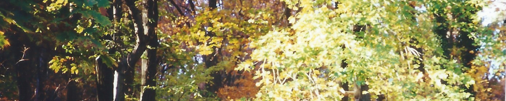 Light flooding through branches of fall foliage