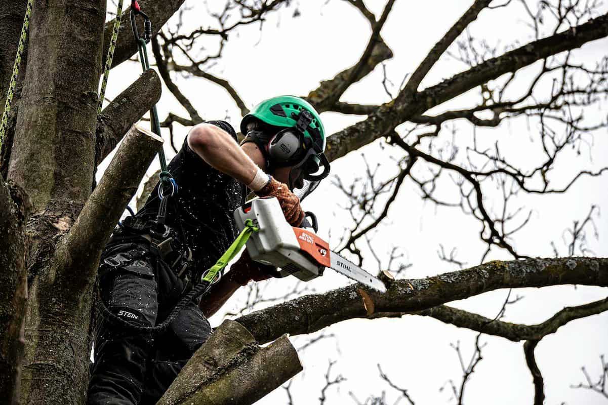 Image of a Sycamore tree removal by MG Tree Surgery Cambridge