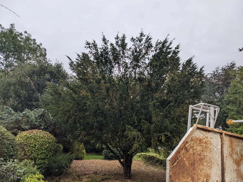 Pollarding by MG Tree Surgery Cambridge