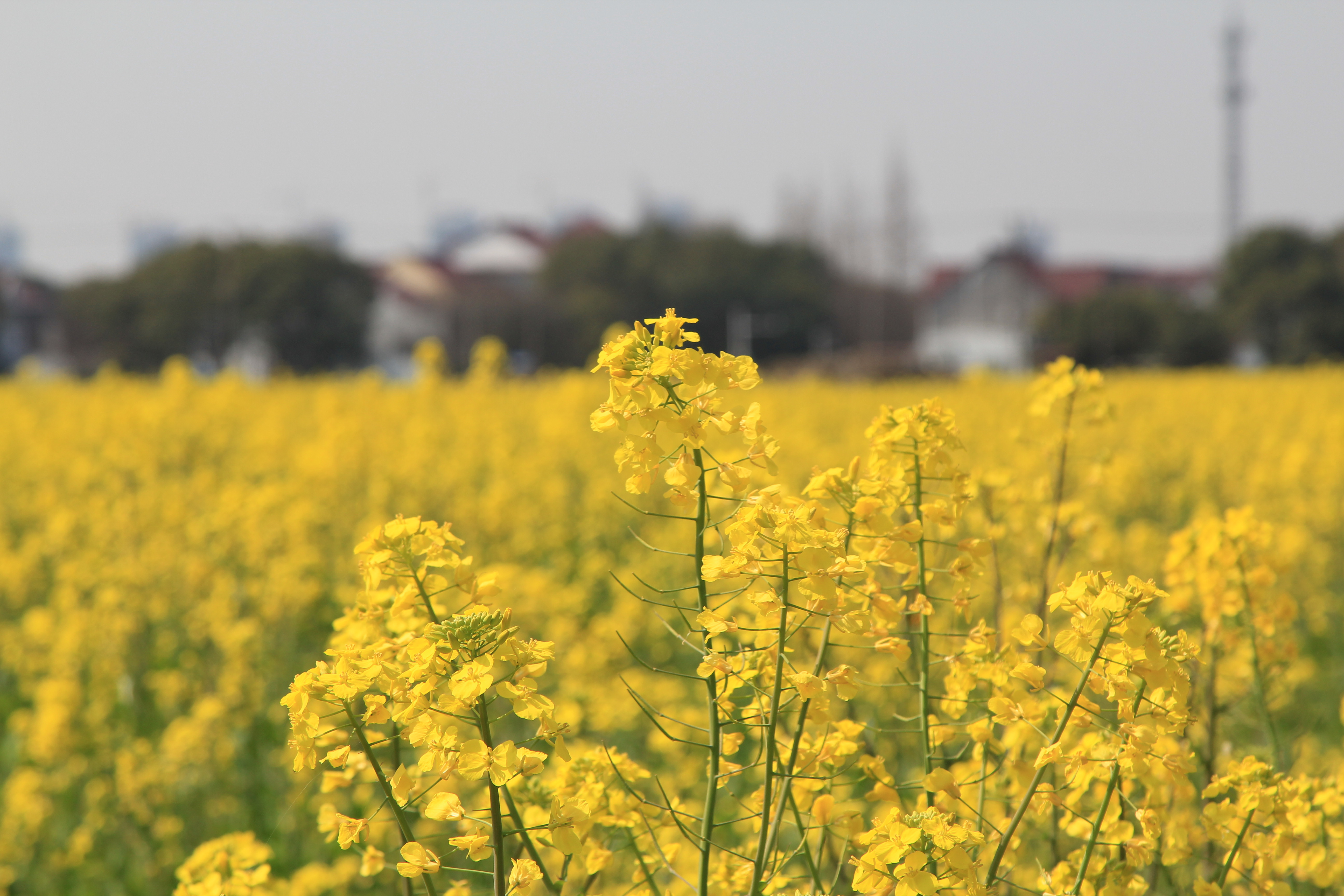 油菜花田英文油菜 Lvai