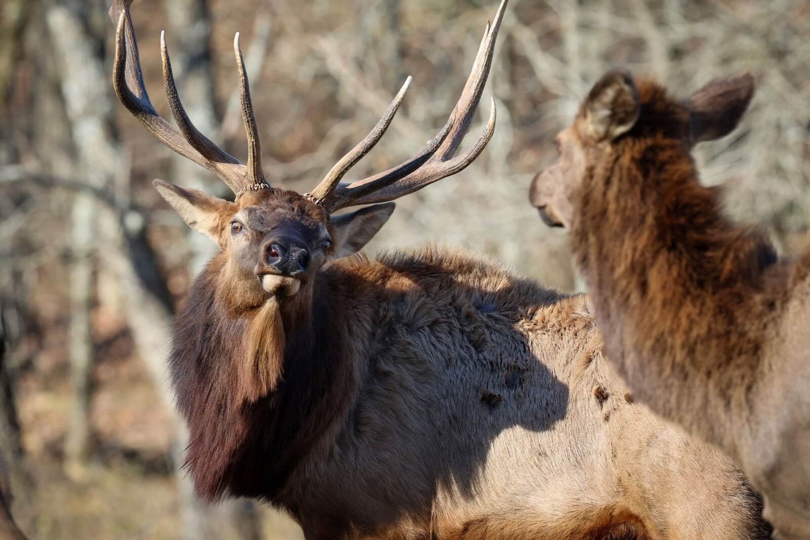 Apply for an arkansas elk hunting permit