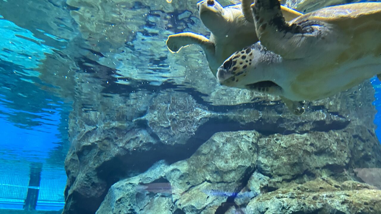 【名古屋市港区】『名古屋港水族館』へ子連れでお出かけ ～館内レポート 南館編～｜みんなの子育てメモサイト komemo