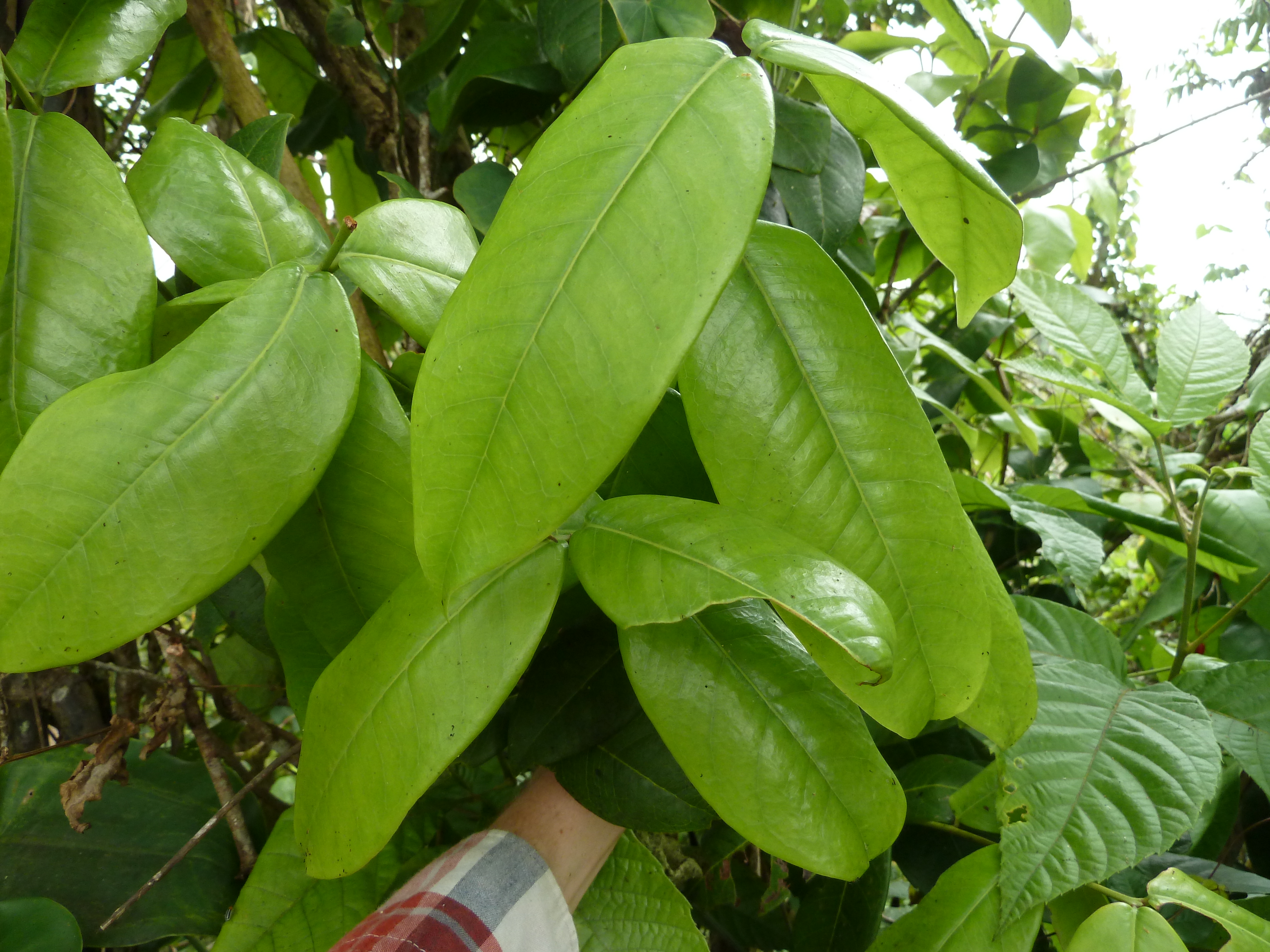 Eugenia haematocarpa: foliage