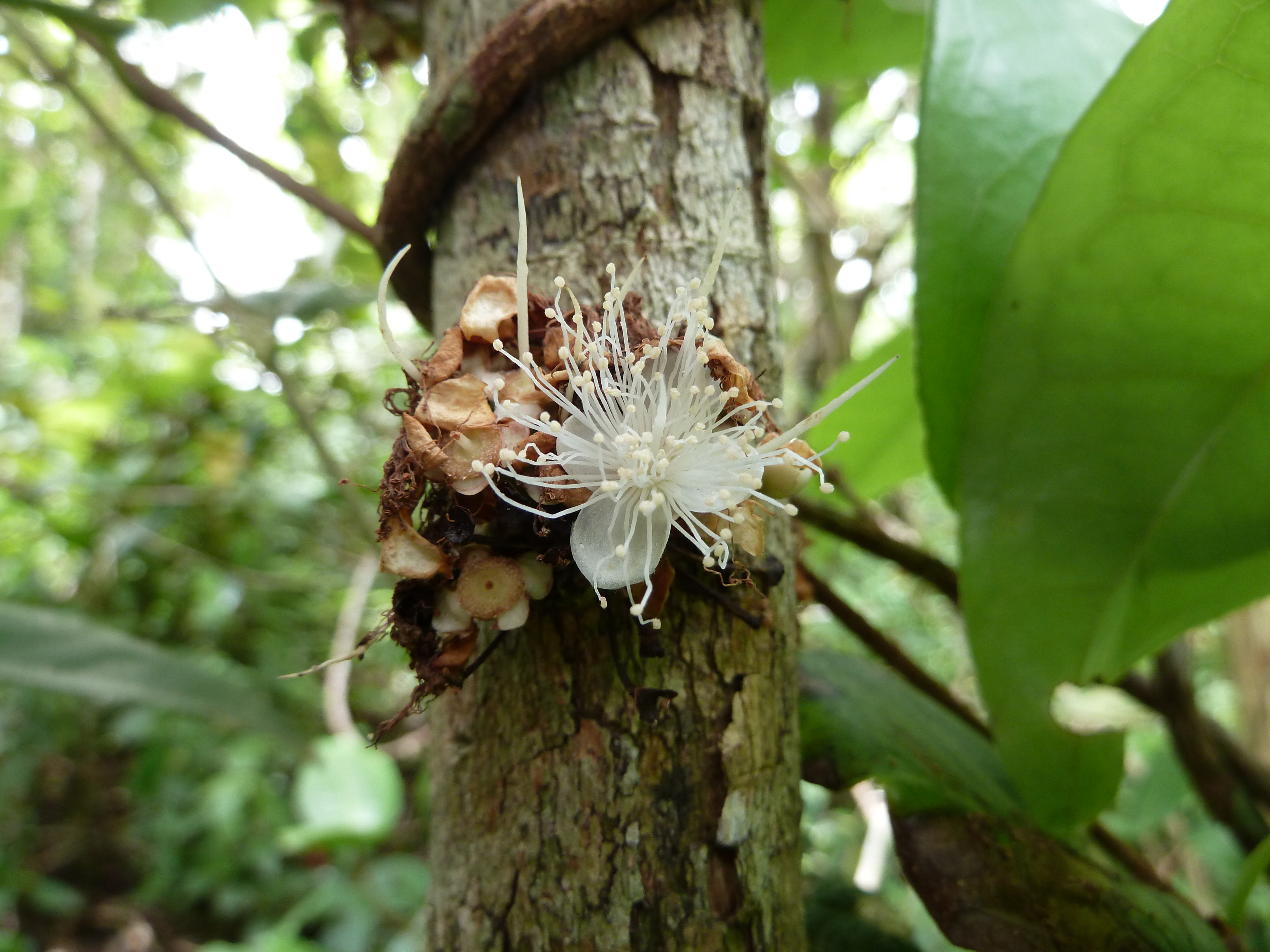 Eugenia haematocarpa: flowers