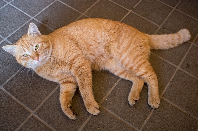 夢占い】猫が出てくる夢は吉凶さまざま！気になる夢に隠された暗示や 