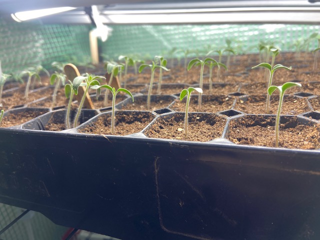 What Is Growing In My Garden – Peas