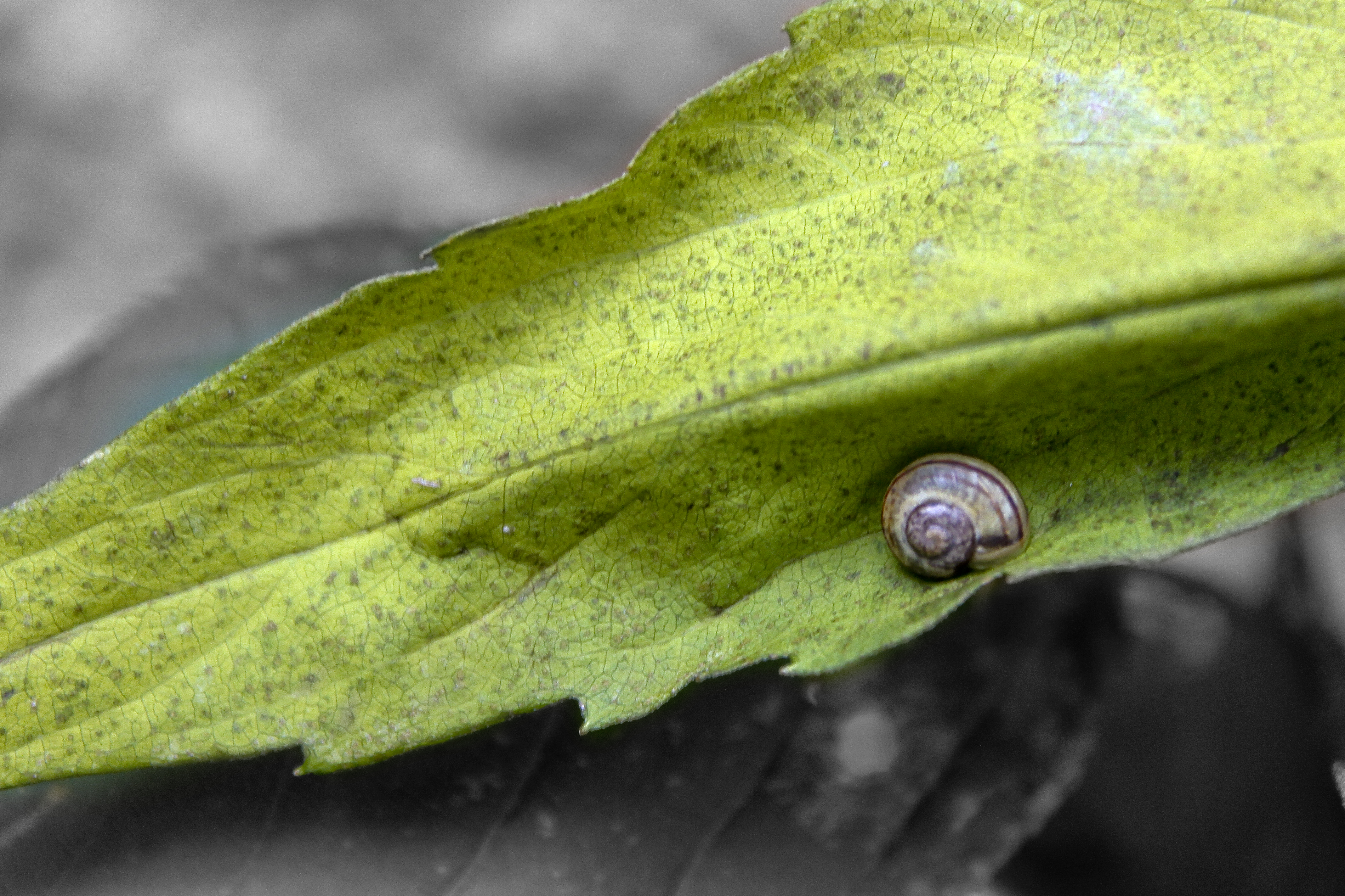 I shot this photo on a Canon EOS Rebel t3, with an f/stop of 5.6, ISO of 100, and a shutter speed of 1/100th of a second, to get a crisp, clean photo