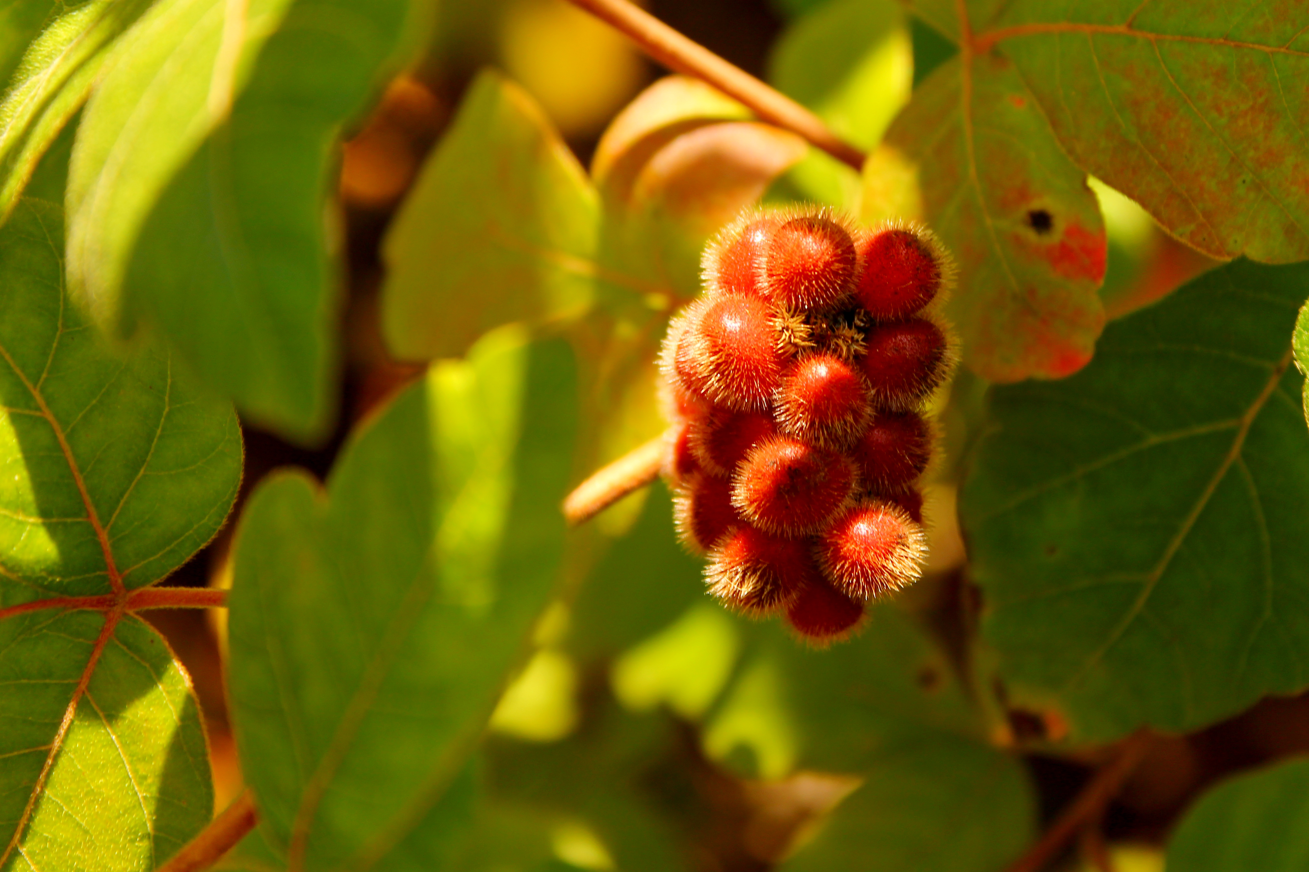 This photo represents the fact that every once and a while, nature provides a near perfect opportunity for an excellent photo. I took this photo with a f/stop of 5.6, to capture a shallow depth of field, and a shutter speed of 1/160th of a second to get the lighting just right, and an ISO of 100 to get a crisp, clean and sharp image.