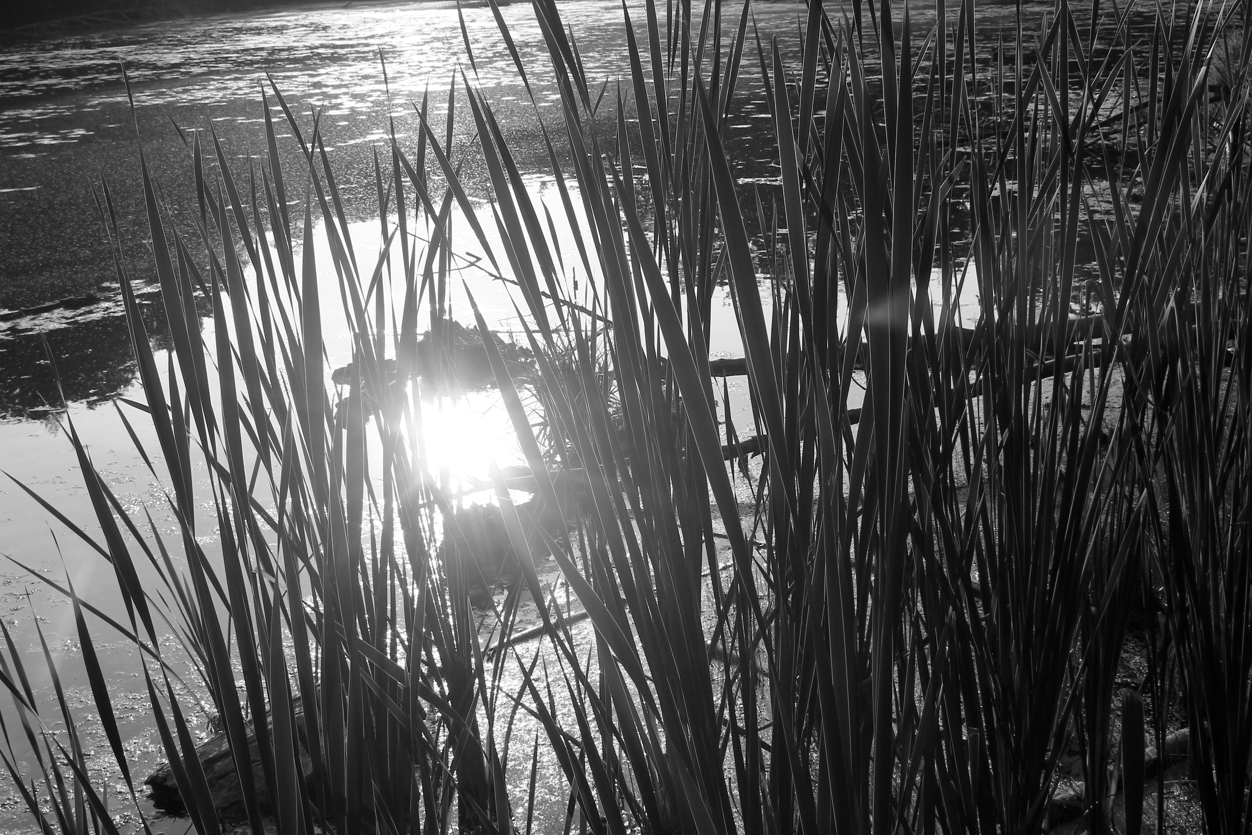 I took this photo on my Canon Rebel T3, on Shutter priority, with a shutter speed of 1/125th of a second to compensate for the sunlight reflecting off of the water, and an aperture of f/13 and an ISO of 100. I made this photo black and white because i wanted the different light values to show.