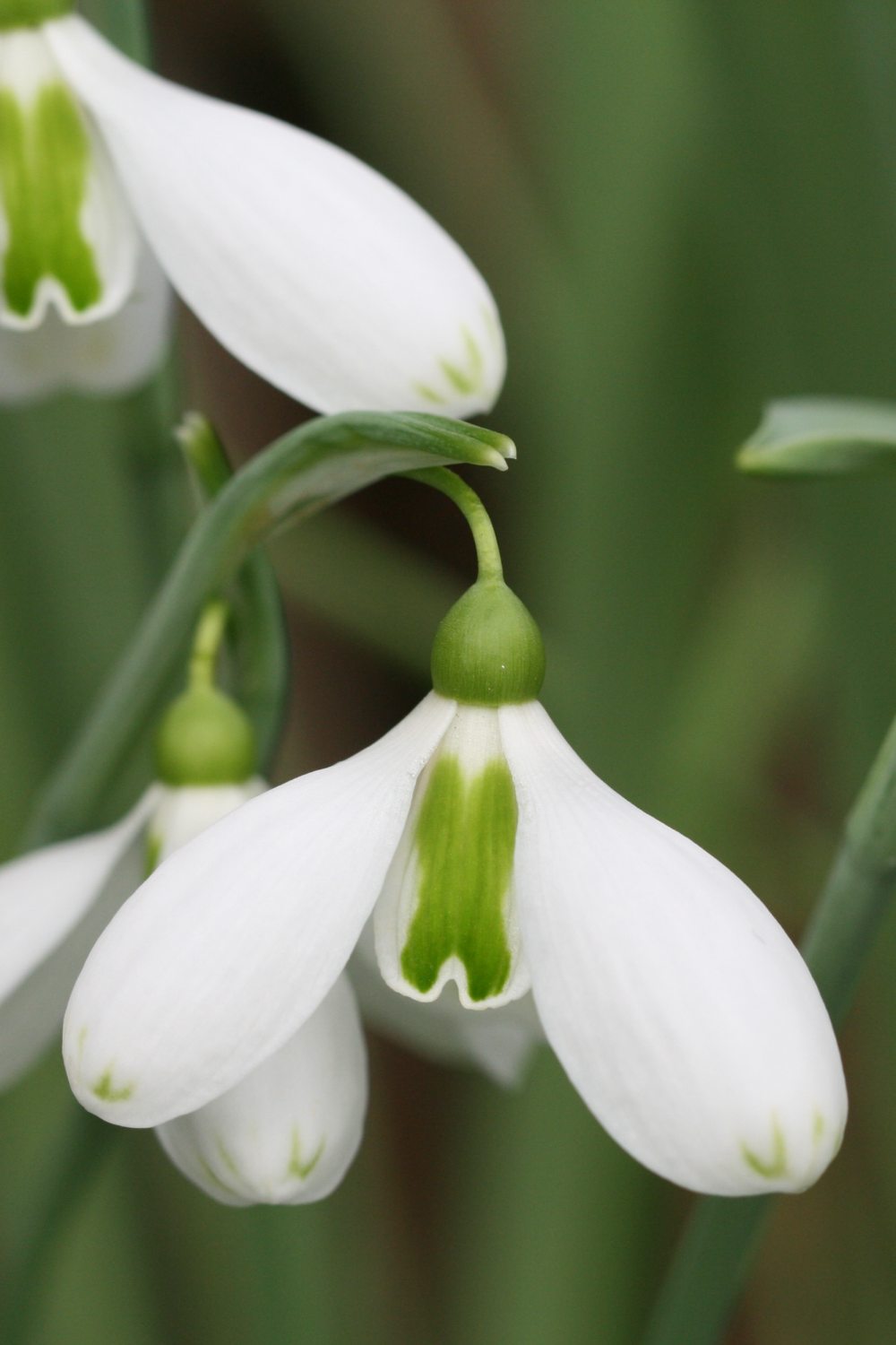 Galanthus 'Grave Concern'