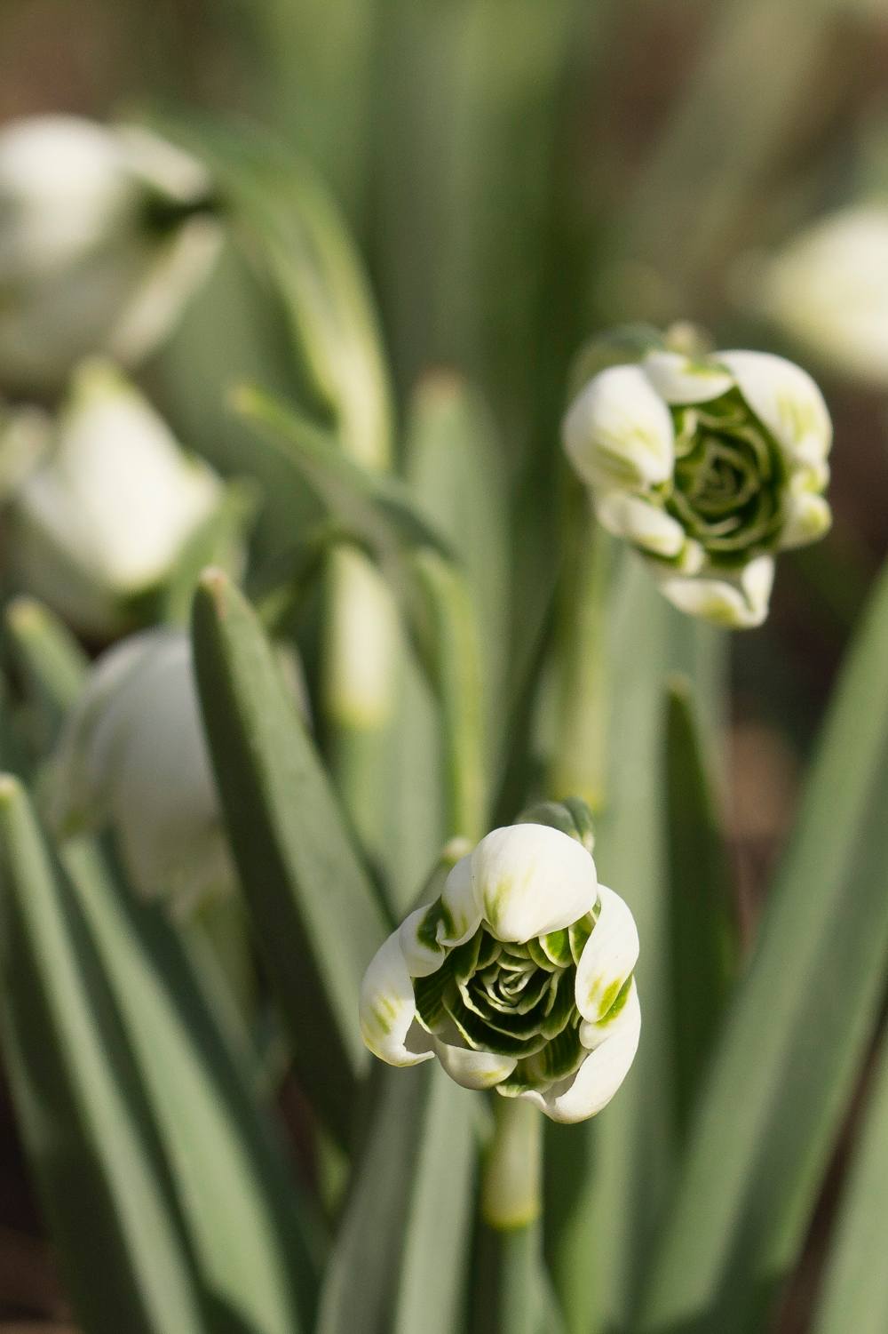 Galanthus ' Maryse's Double '
