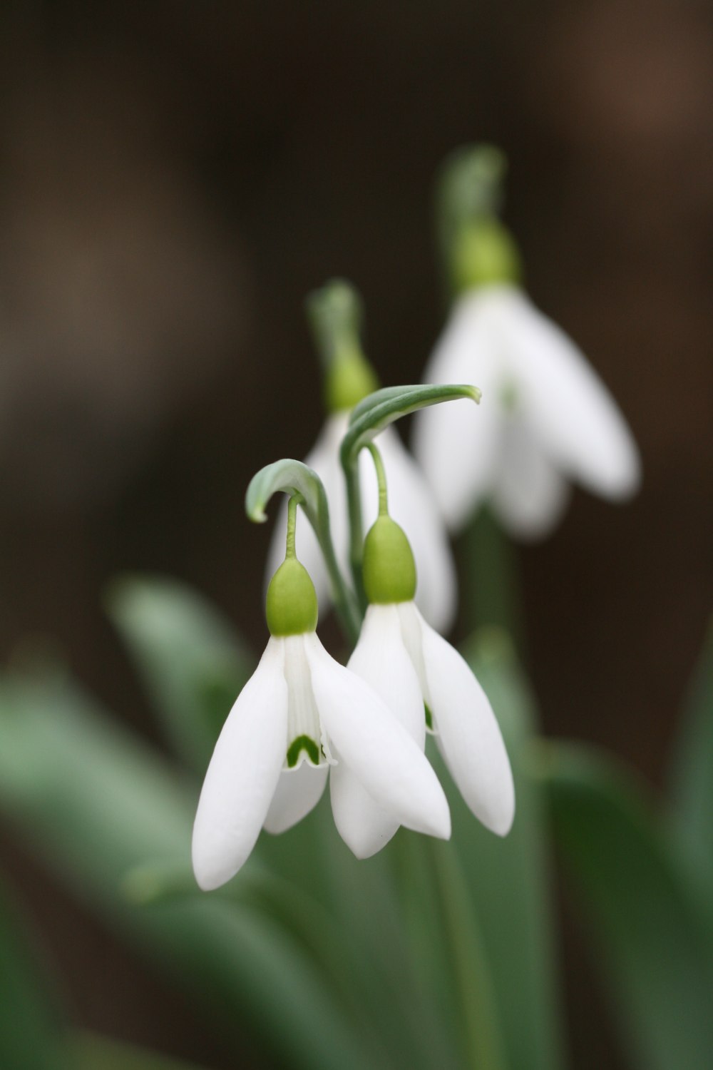 Galanthus ' Michael Holcroft '
