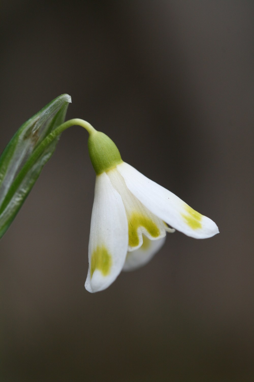 Galanthus ' Midas '