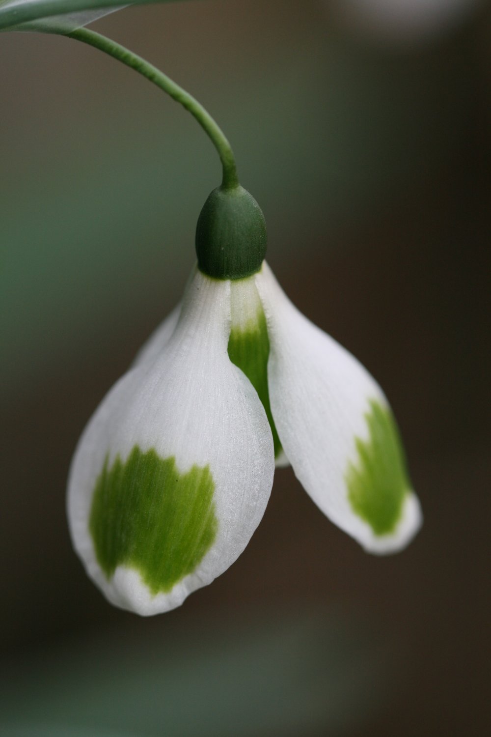 Galanthus ' Pieces of Eight '