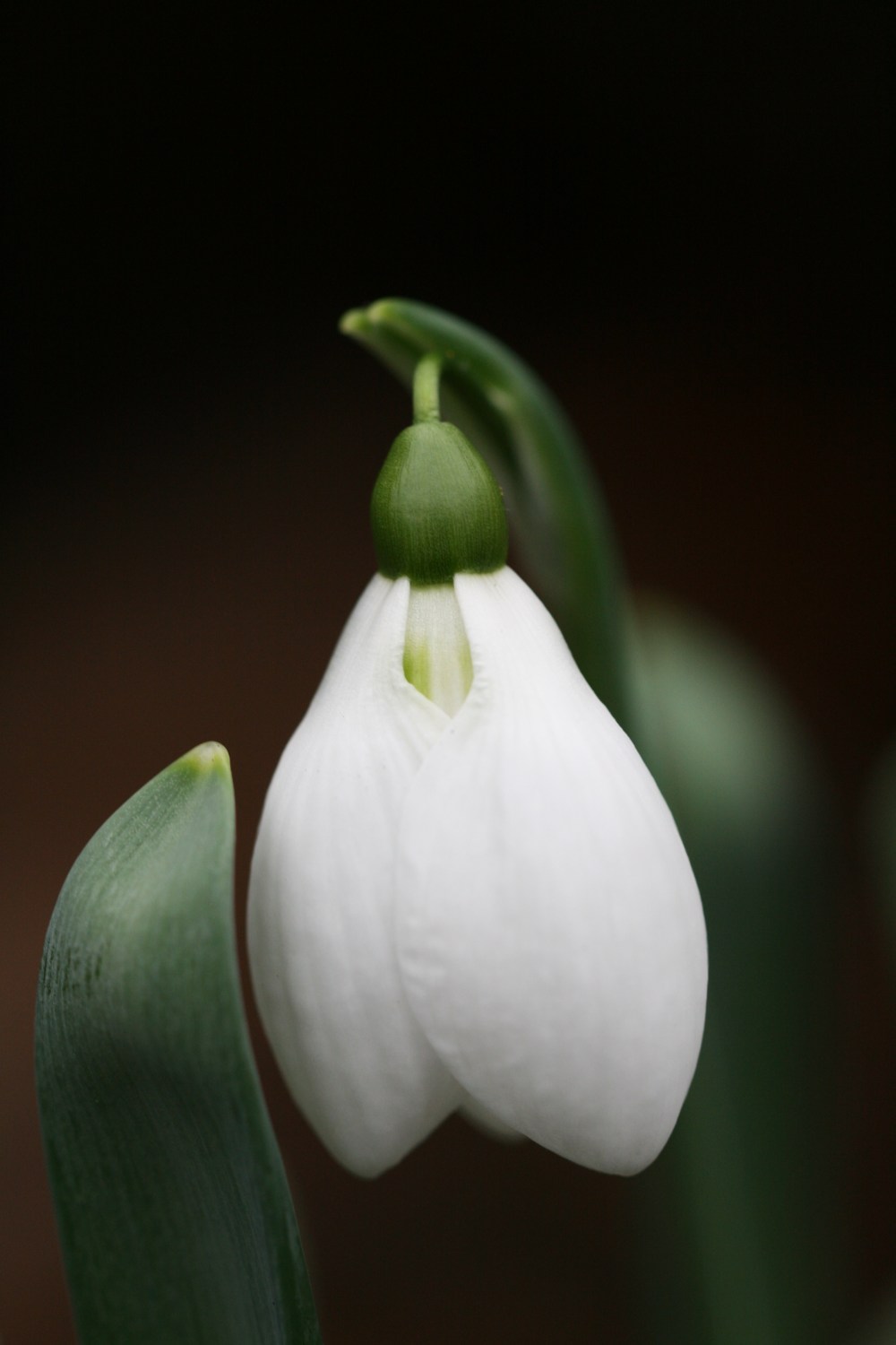 Galanthus ' Rodmarton Arcturus '