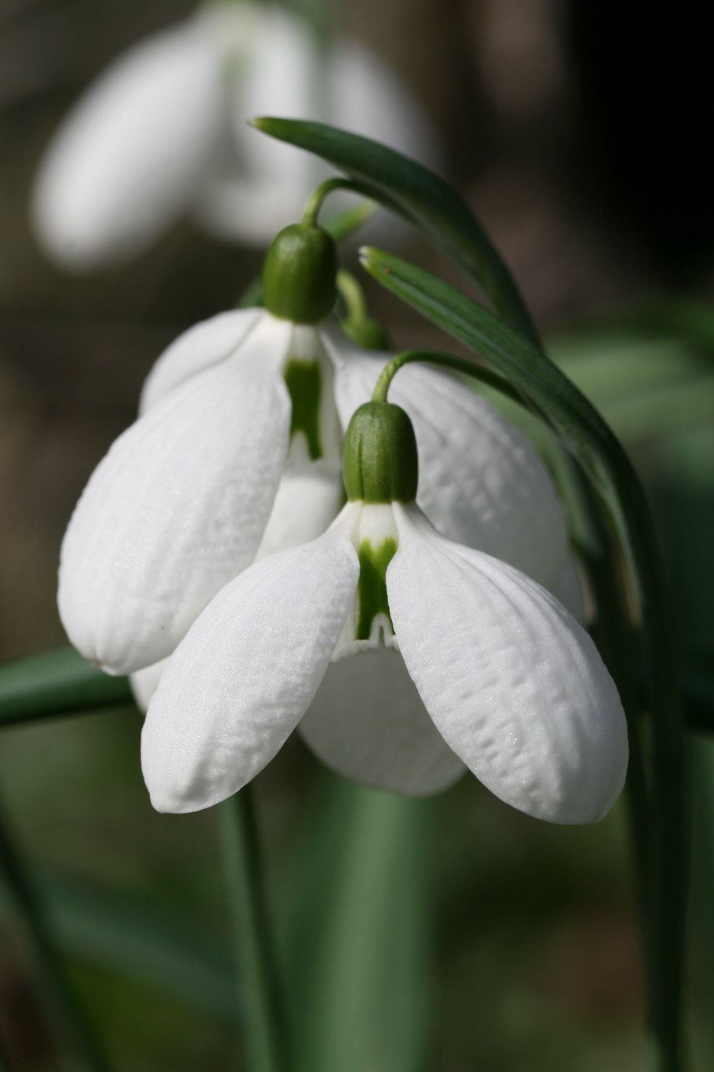 Galanthus ' The Dragon '