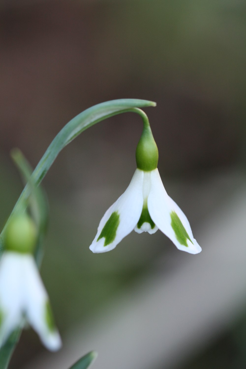 Galanthus ' Tilly '