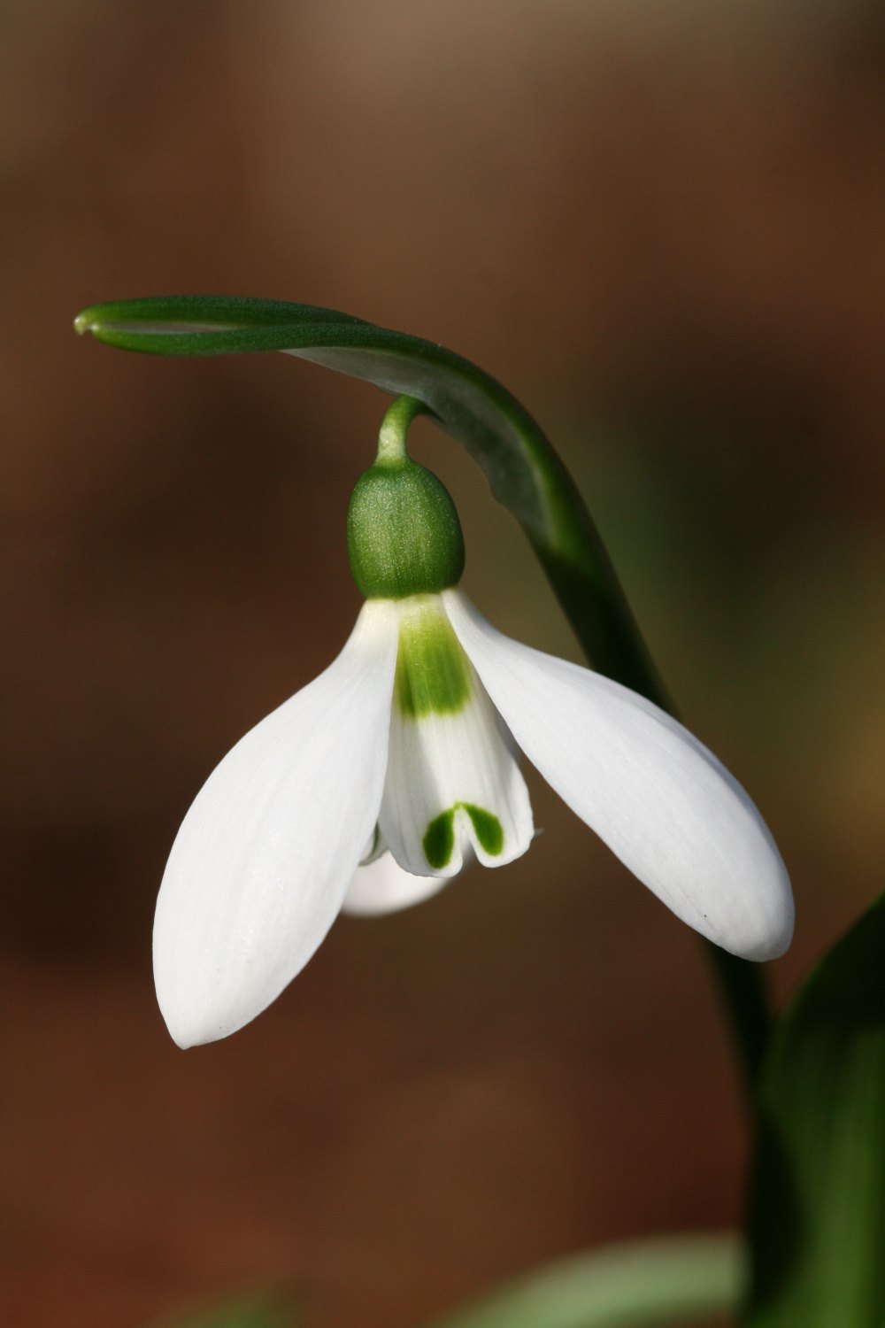Galanthus fosteri
