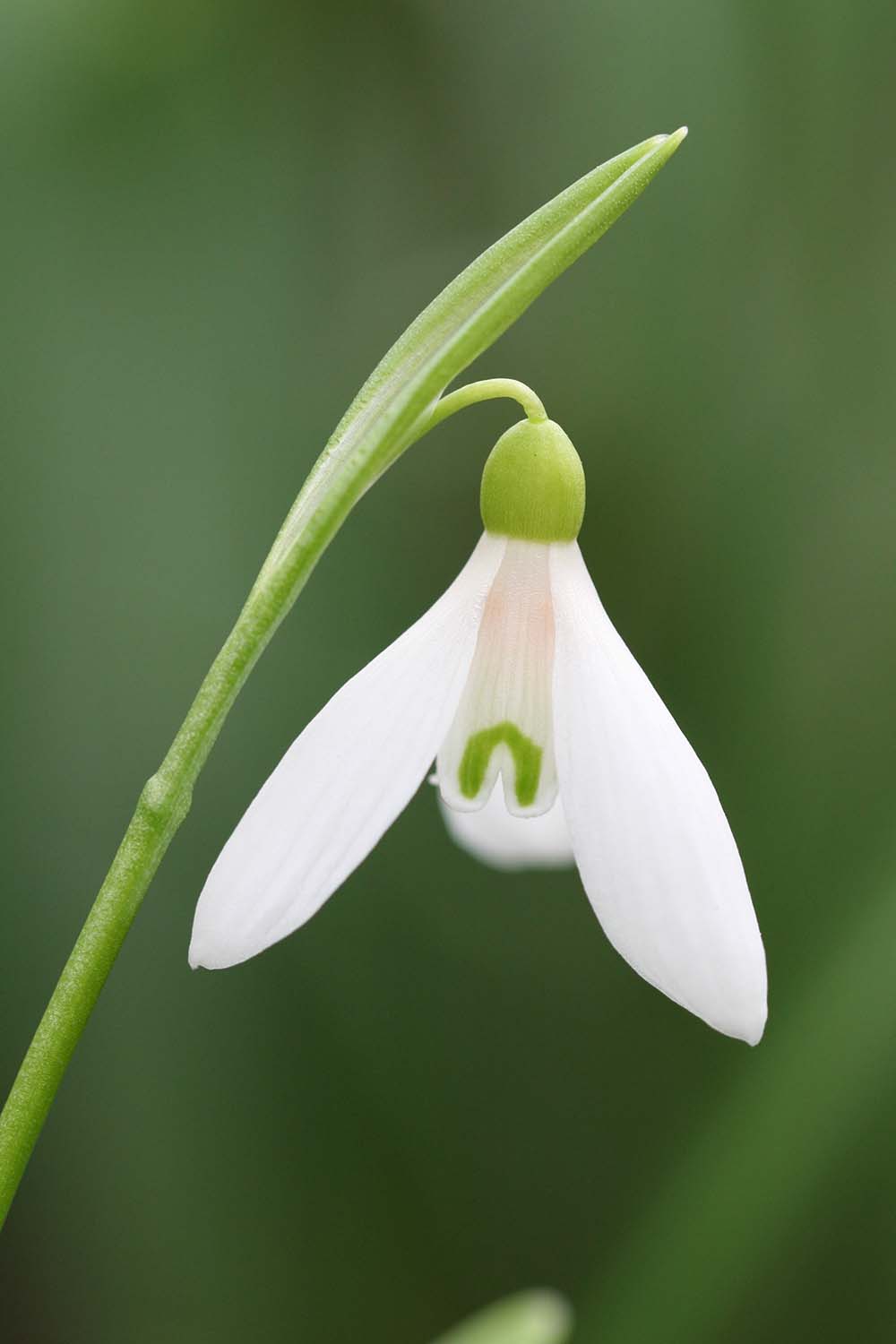 Galanthus lagodechianus