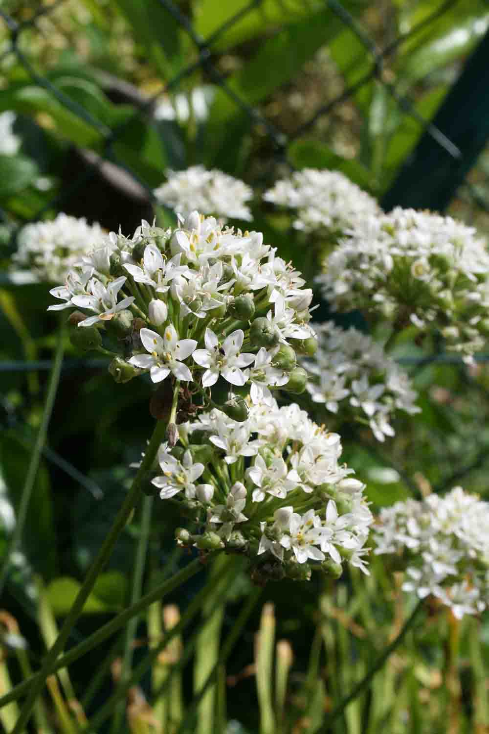 Allium ramosum