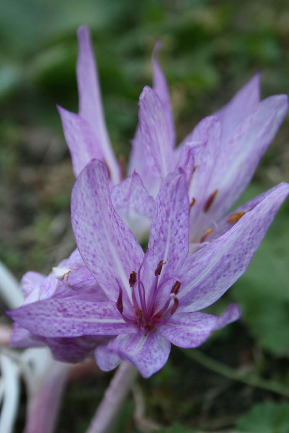 Colchicum aggripinum