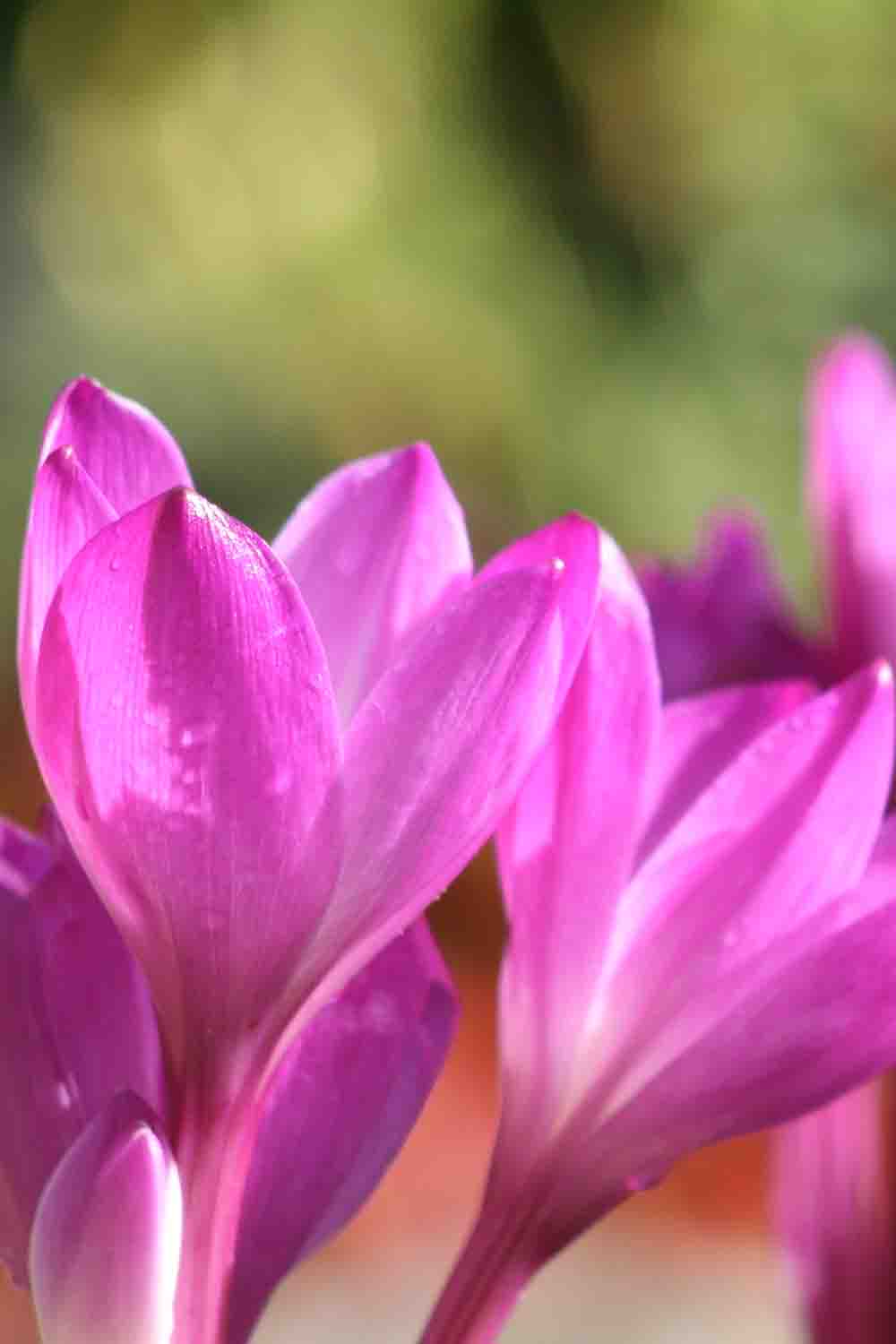Colchicum speciosum ' Atrorubens '