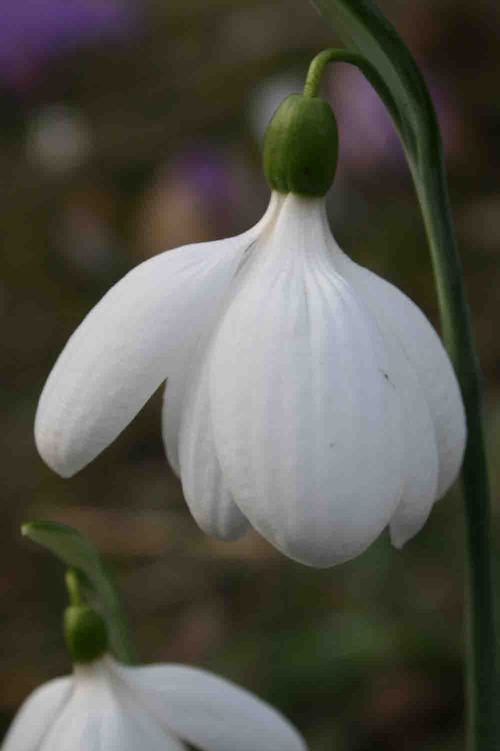 Galanthus plicatus ' E. A. Bowles '