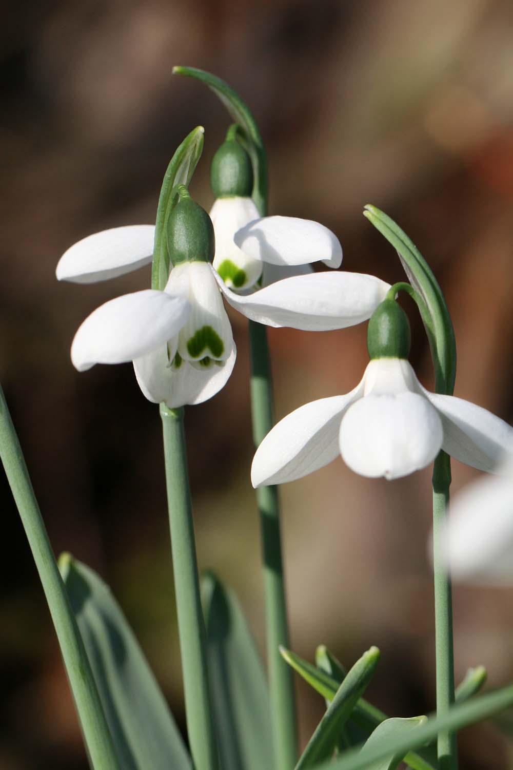 Galanthus elwesii var. monostictus ' Gabriel '